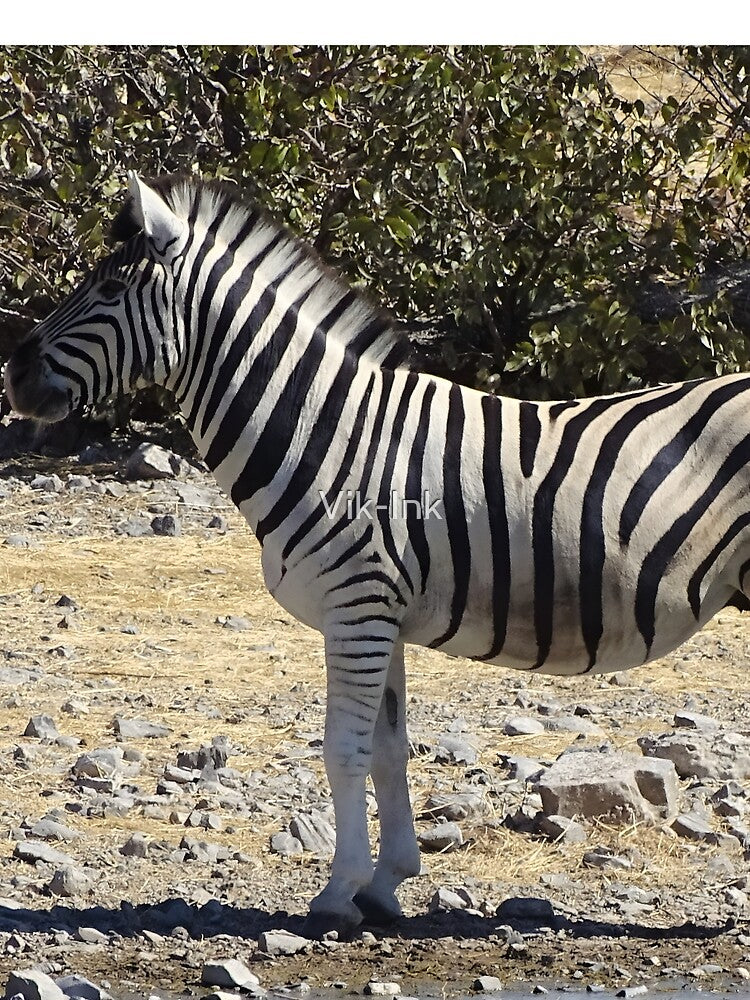 Zebra - Etosha, Namibia wildlife photography by Vik-Ink