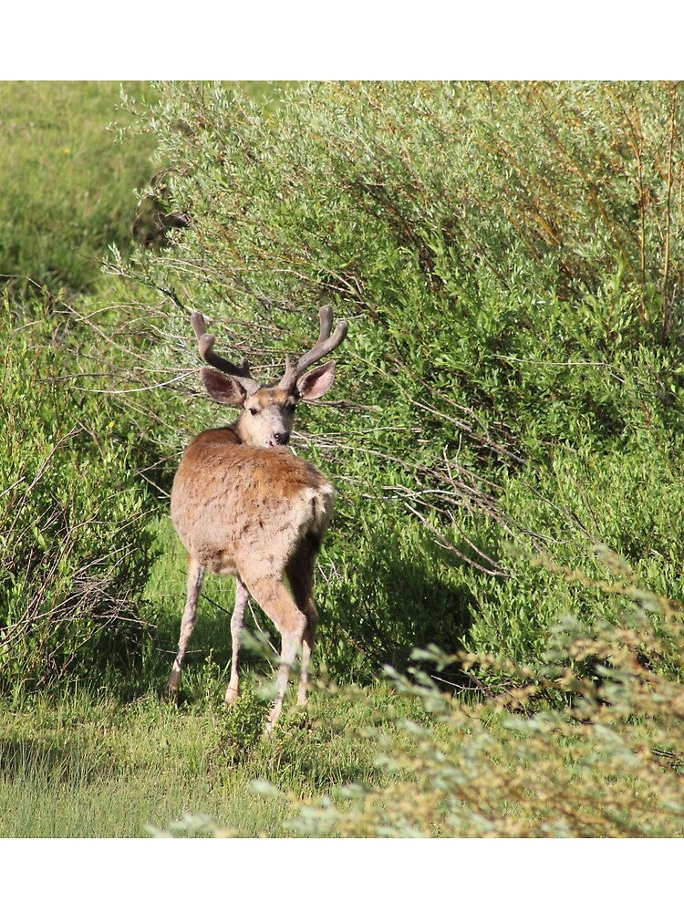 Deer by Backyardtrail