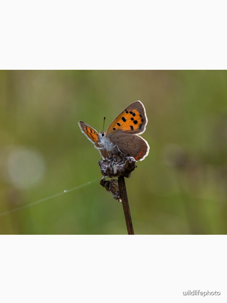 Small Copper butterfly by wildlifephoto