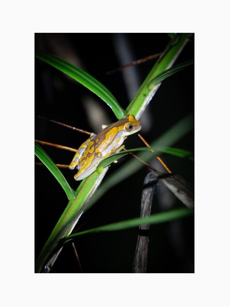 Clown Tree Frog on Tropical Leaf – Colorful Rainforest Amphibian Wildlife Photography by WildFrameNature