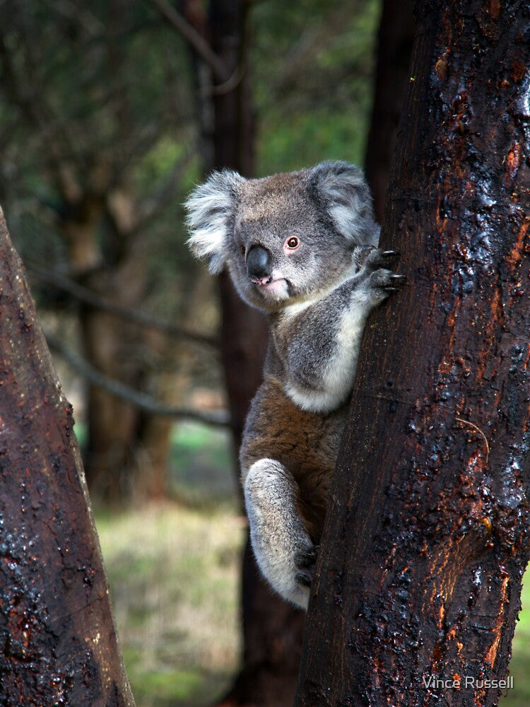 The Original Tree-Hugger by Vince Russell