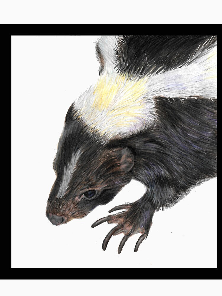 Skunk drawing by Sarah Williams-Nash