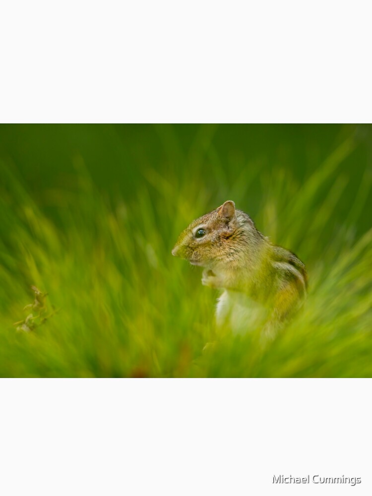 Chipmunk In Grass by Michael Cummings
