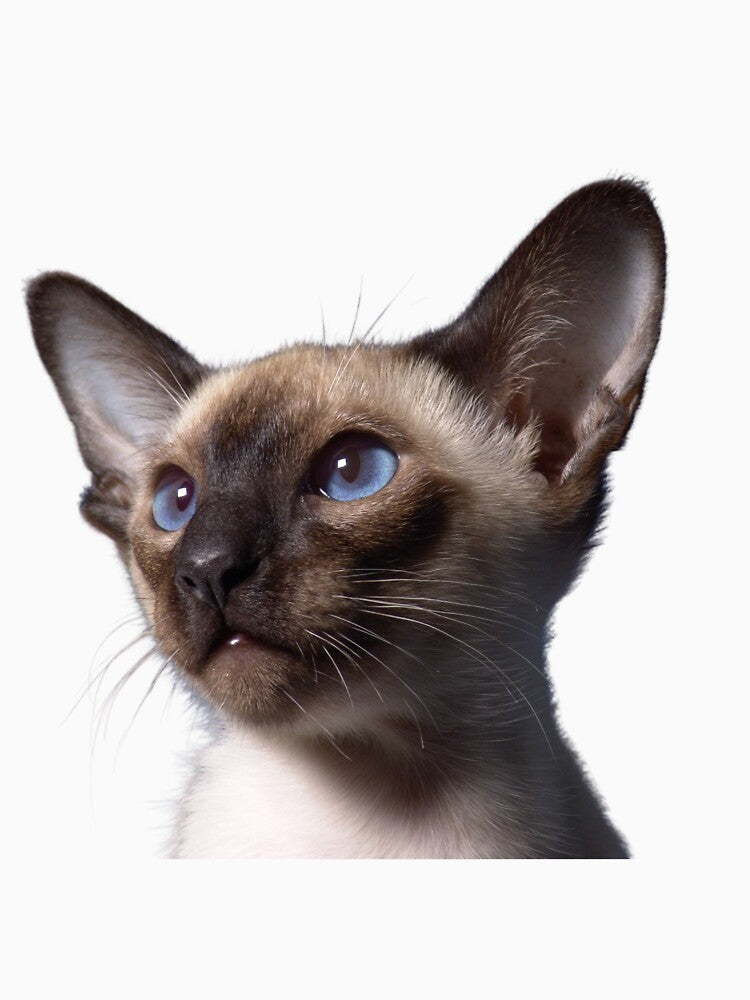 cat with blue eyes by Thehecticstore