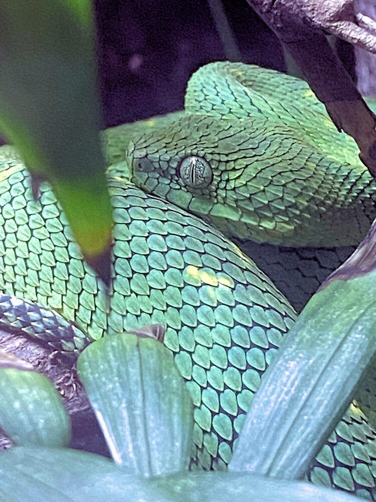 BUSH VIPER 1 by BOLLA67