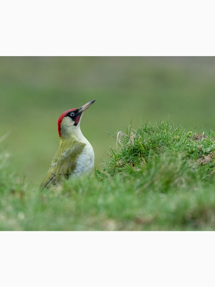 Green Woodpecker by JackBranscombe