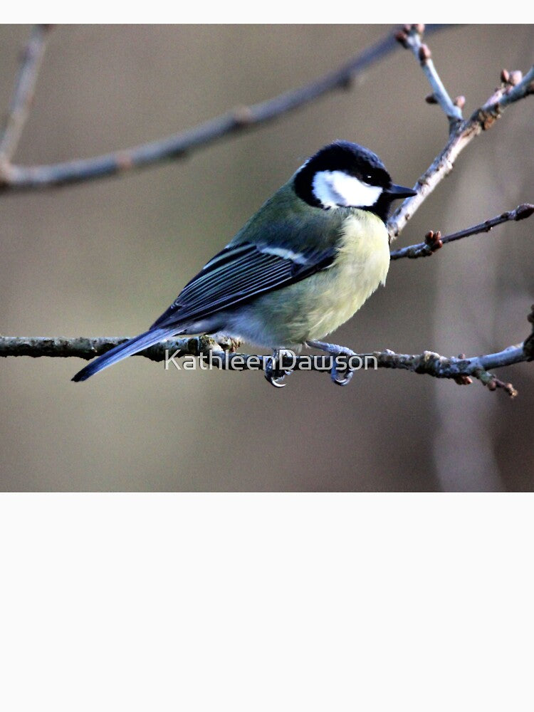 great tit by KathleenDawson