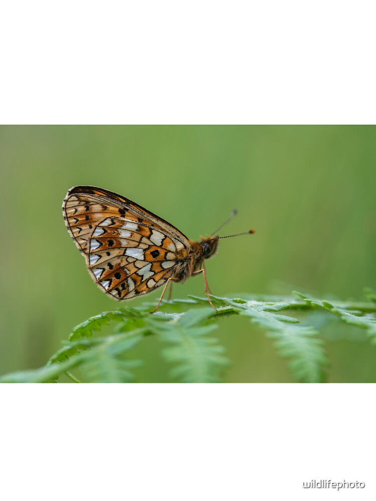 Small Pearl Bordered fritillary butterfly by wildlifephoto