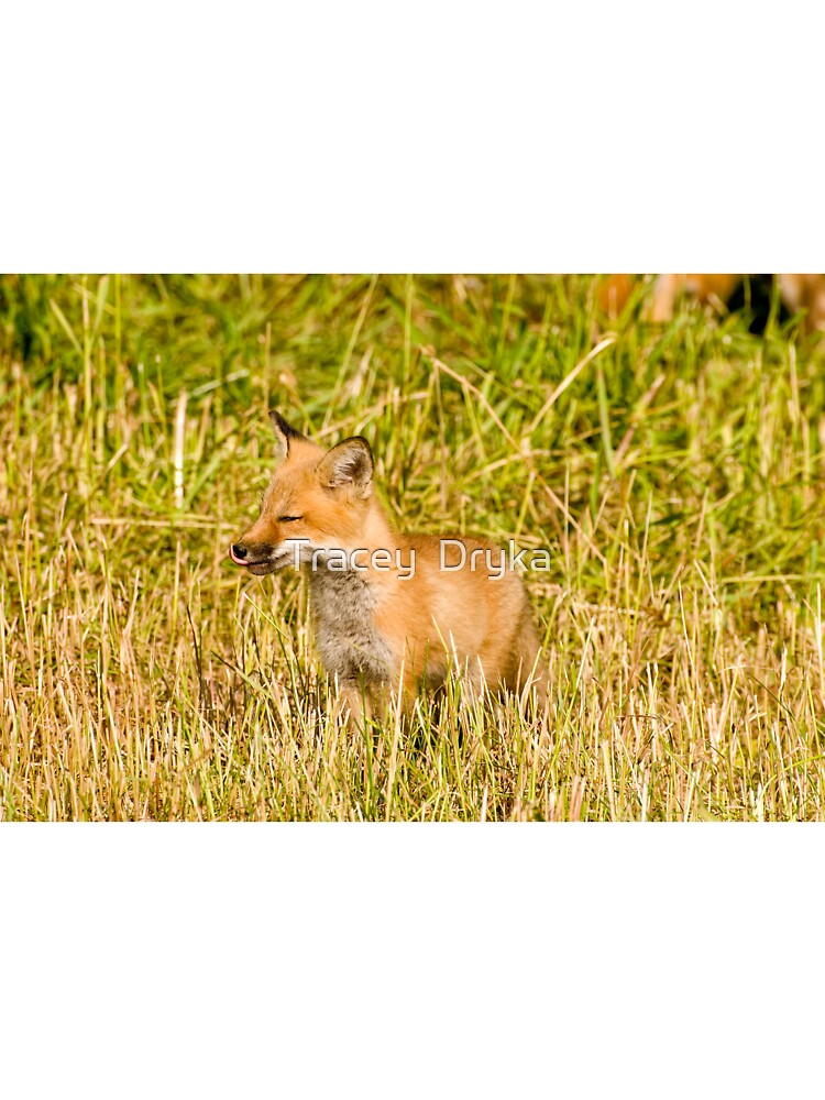 Yummy!!  Red fox kit - Ottawa, Ontario by Tracey  Dryka