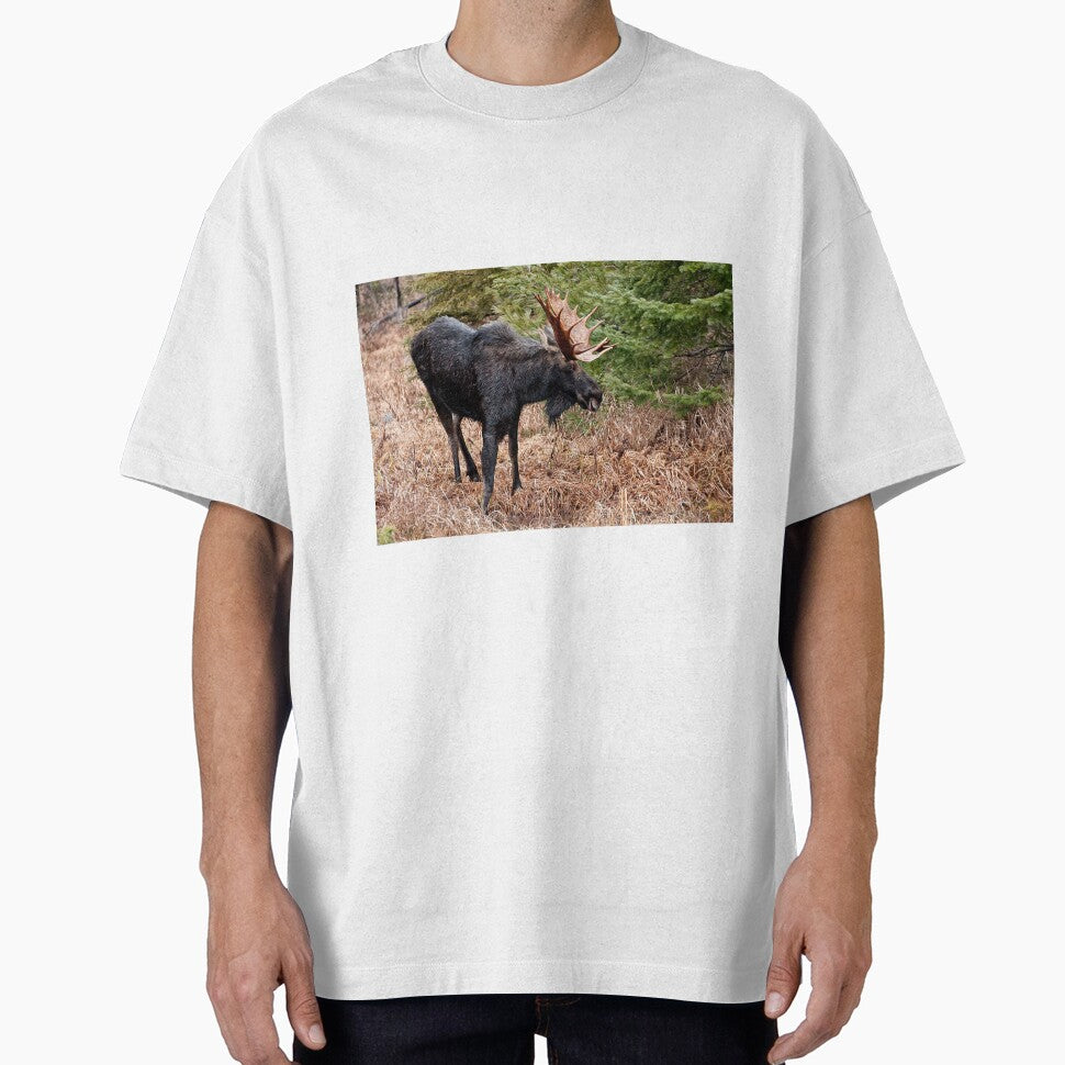 Bullwinkle - Algonquin Park, Ontario by Tracey  Dryka
